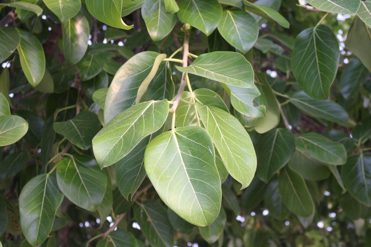 Ficus benghalensis L.